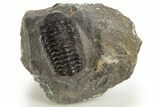 Bargain, Austerops Trilobite - Ofaten, Morocco #325989-3
